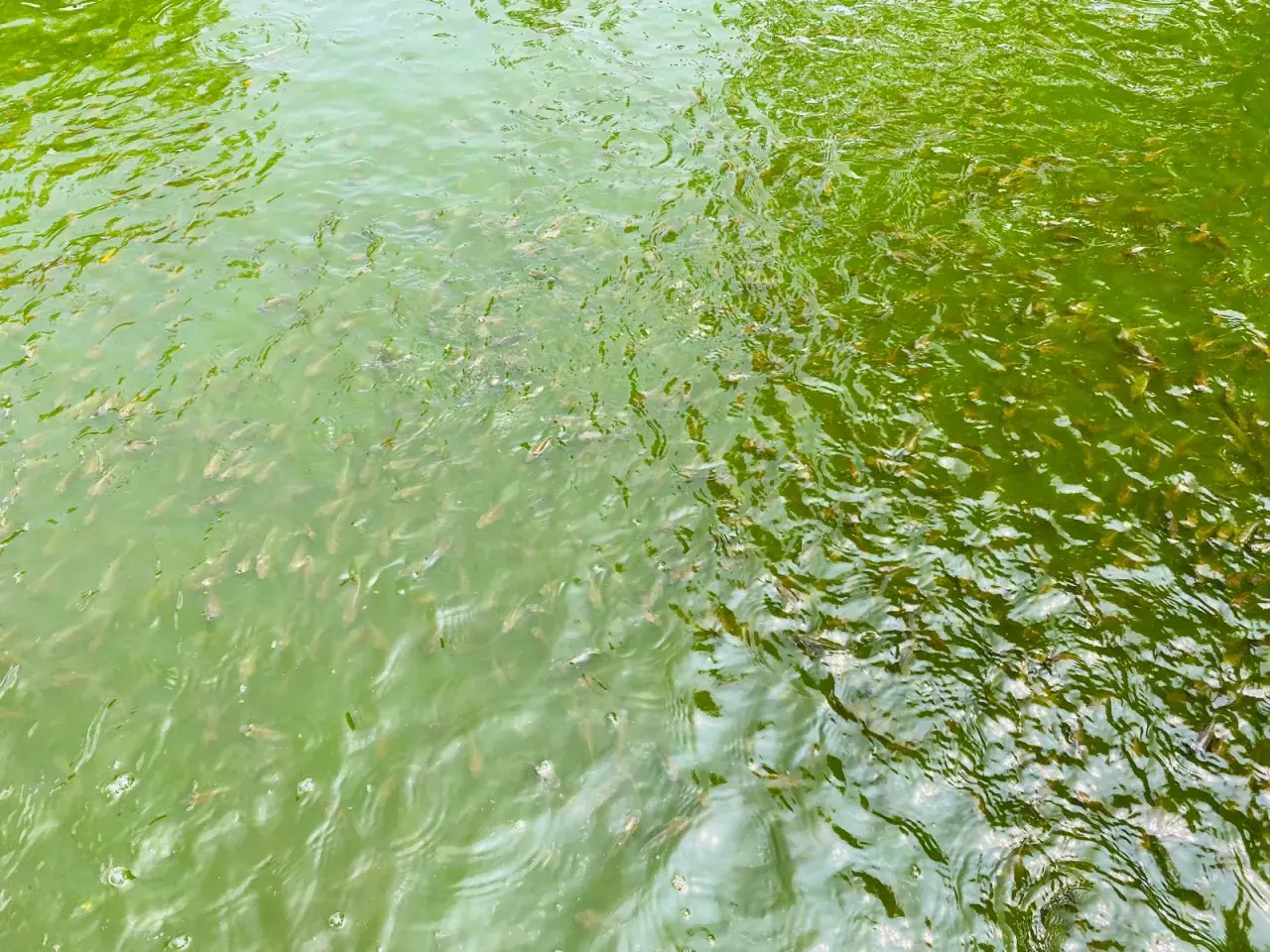 Farma do Zambeze — foto02