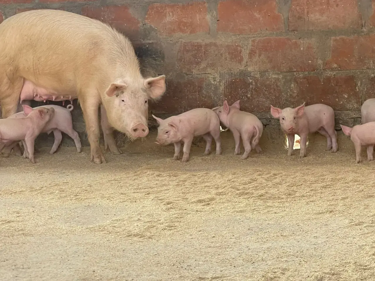 Operação Farma do Zambeze